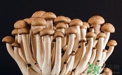 白玉菇是什么?白玉菇的功效与作用有哪些 白玉菇是什么?白玉菇的功效与作用有哪些