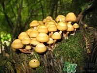 白玉菇是什么?白玉菇的功效与作用有哪些 白玉菇是什么?白玉菇的功效与作用有哪些