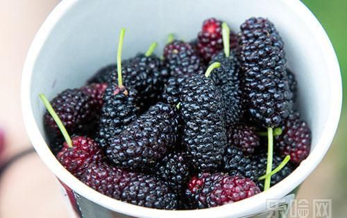 桑椹是碱性是酸性