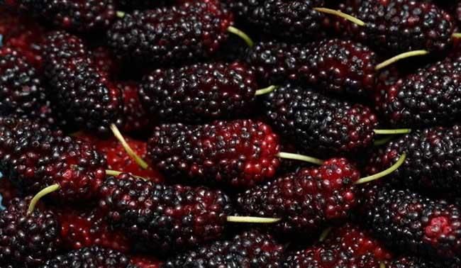 桑葚干是碱性食物还是酸性食物