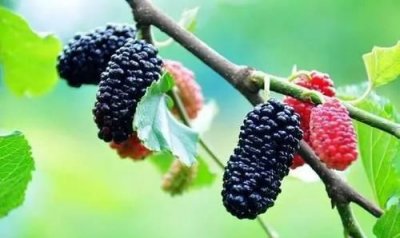 桑葚是碱性还是酸性,牛油果树喜欢酸性还是碱性