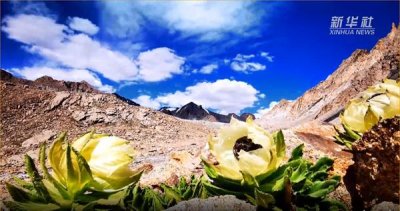 剧中“神药”不再难寻?在3000米高山上,播撒天山雪莲之种!