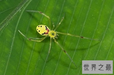 ​世界上最可爱的蜘蛛，长得人畜无害的笑脸！