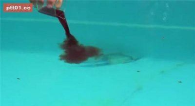 揭秘食人鱼的吃人真相