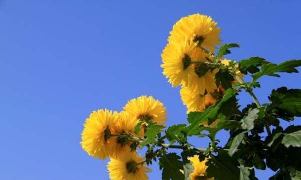 重阳节风俗有哪些,重阳节之后的传统节日图10