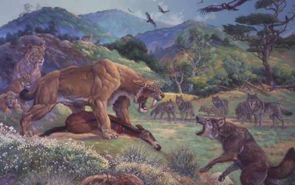 恐狼长什么样子图片（恐狼的进化与灭绝）(1)_