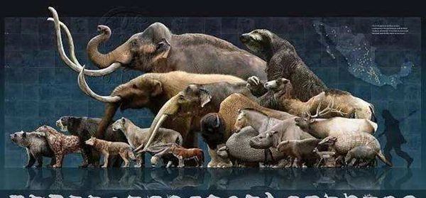 恐狼长什么样子图片（恐狼的进化与灭绝）(4)_