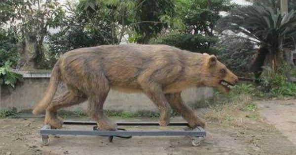 恐狼长什么样子图片（恐狼的进化与灭绝）(3)_