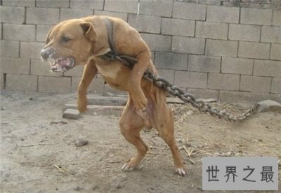 ​比特犬多少钱一只 家养比特犬合适吗