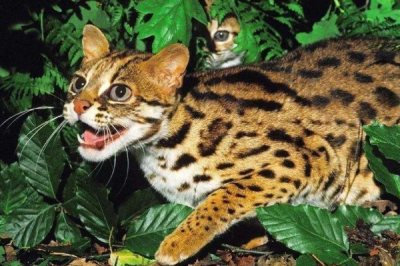 ​山狸猫的天敌是什么?人类成最大天敌(每年射杀25万只)