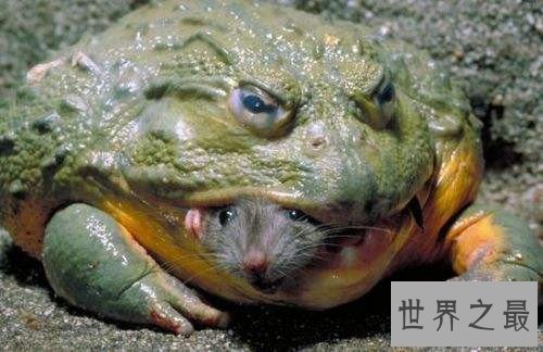 非洲巨蛙长什么样子 人类大肆捕杀即将面临灭绝