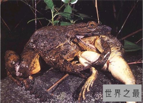 非洲巨蛙长什么样子 人类大肆捕杀即将面临灭绝