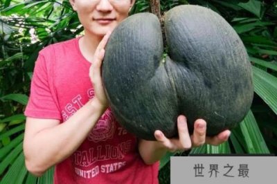 ​世界上最散发荷尔蒙的果实，被人们奉为性爱圣果