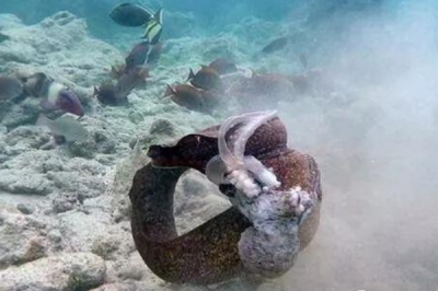 ​章鱼的天敌是什么?海鳗咬住不松口(咬掉章鱼一条腿)