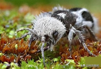 31种奇异的自然生物,真是活久见!你可能一只都没见过