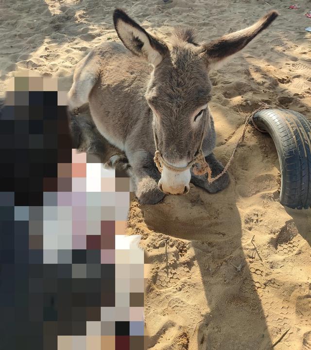 厚田沙漠一日游攻略(周末亲子游2--厚田沙漠)(2)