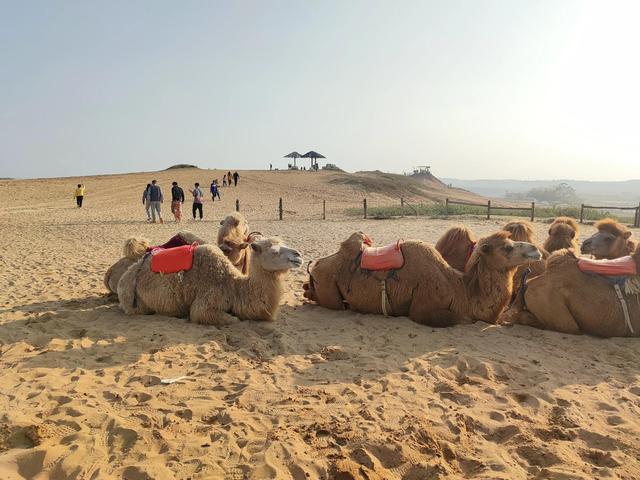 厚田沙漠一日游攻略(周末亲子游2--厚田沙漠)(6)