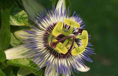 ​奇异植物排行：世界十大奇异植物 日轮花第一名 银扇草暂居第二