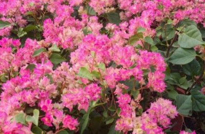 ​十个最漂亮的三角梅品种 金心双色榜上有名 重瓣粉荣登榜首