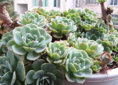 ​多肉排行：十大漂亮多肉植物 玉蝶第一名 虹之玉暂居第二