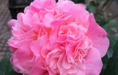 ​十个最香的茶花品种 金茶花榜上有名 烈香茶花荣登榜首