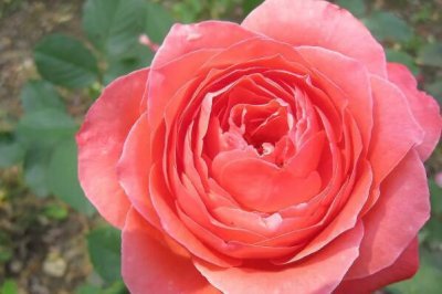 ​世界传统四大切花：月季、菊花占据前两名