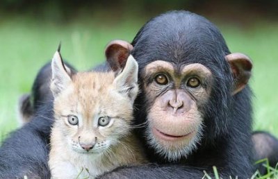 ​世界上十大高智商动物排名 黑猩猩排名第一 大猩猩位居第二