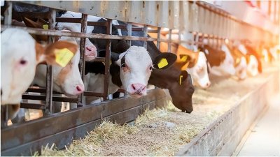 预混料十大名牌排行(为啥现在预混料品牌这么杂)