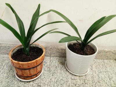 用啤酒养君子兰