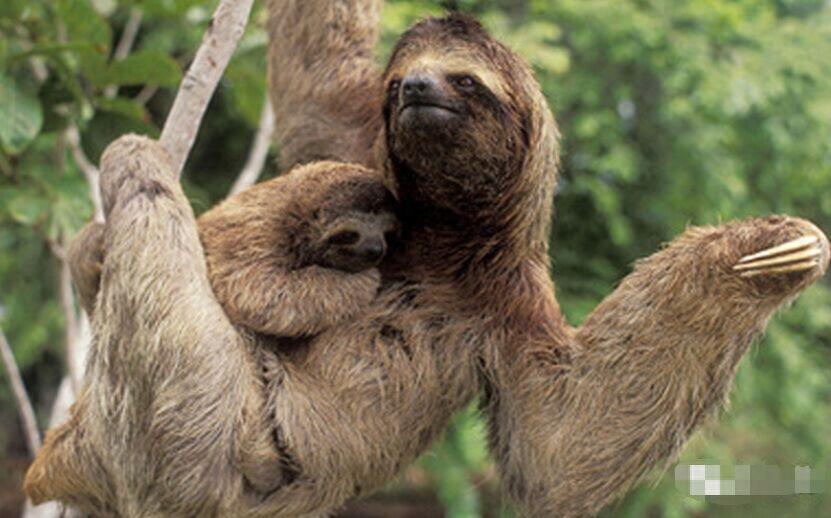 《疯狂动物城》的树懒“闪电”,懒得出奇却让人欲罢不能