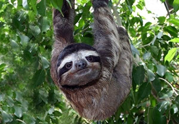 《疯狂动物城》的树懒“闪电”,懒得出奇却让人欲罢不能