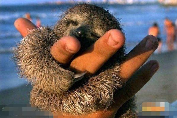 《疯狂动物城》的树懒“闪电”,懒得出奇却让人欲罢不能