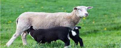 母羊是否有羊角 什么母羊有角吗?