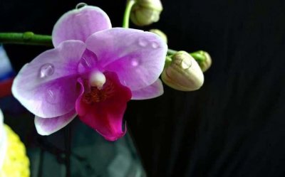 带有植物的诗歌现代(关于植物的现代诗)