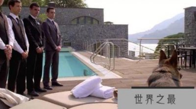 ​世界身价最贵的狗 继承了8000万美金资产