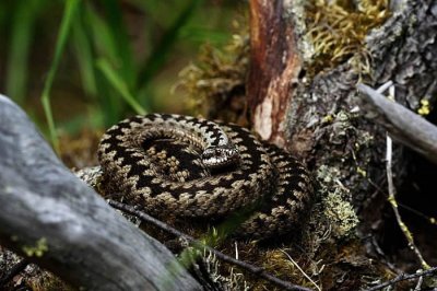 ​《动物行为学》杂志：欧洲毒蛇背上的简单“之”字形图案有三个不同的作用