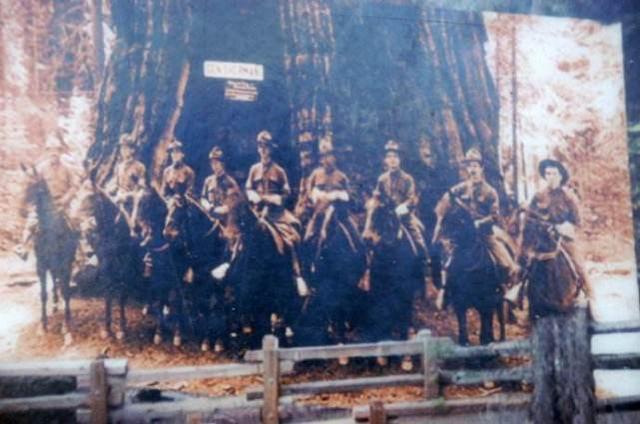 全球最大的一棵树，重量达到了2800吨，年龄大概有3200岁