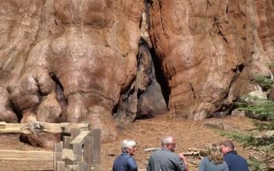 ​全球最大的一棵树，重量达到了2800吨，年龄大概有3200岁