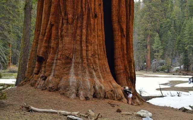 全球最大的一棵树，重量达到了2800吨，年龄大概有3200岁