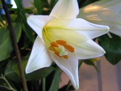 《送你一枝野百合》作者:罪加罪