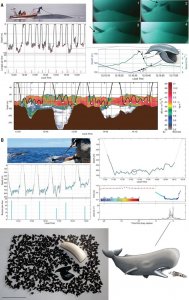 ​鲸鱼为什么如此巨大但却不能再大一点
