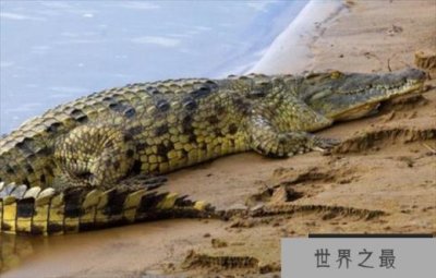 ​世界上咬合力最强动物 尼罗鳄可撕碎任何动物(攻击性强)