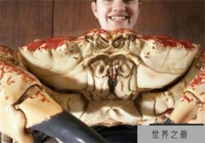 ​世界上最重的蟹 外壳就像洗脸盆(皇帝蟹)