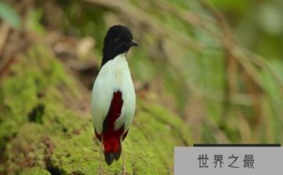 ​世界上色彩最鲜艳的鸟——白胸八色鸫