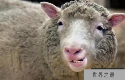 ​世界上最早的克隆哺乳动物 是一只绵羊(多莉)