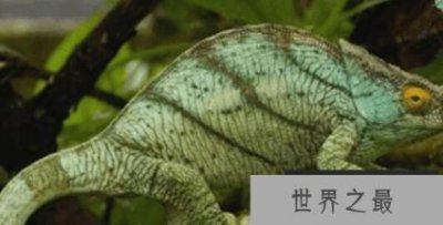 ​世界上最大的变色龙，国王变色龙体长70厘米