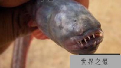 ​狼牙虾虎鱼生命力顽强，头被斩断还依旧活蹦乱跳