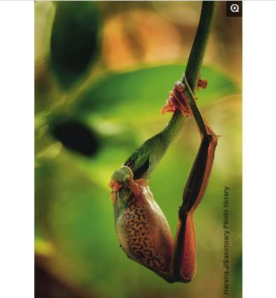 动物世界中的最强伪装大师，生死就在瞬间！