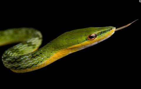 动物世界中的最强伪装大师，生死就在瞬间！