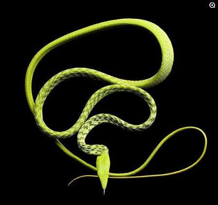 动物世界中的最强伪装大师，生死就在瞬间！